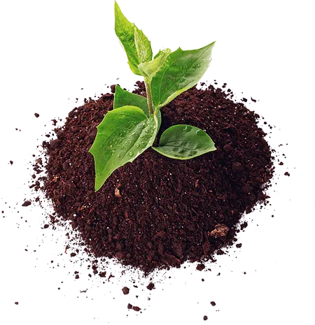 planta
